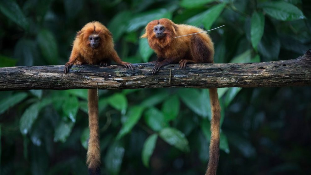 mata atlântica