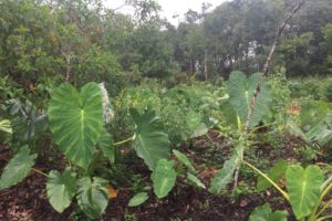 Sistemas agroflorestais