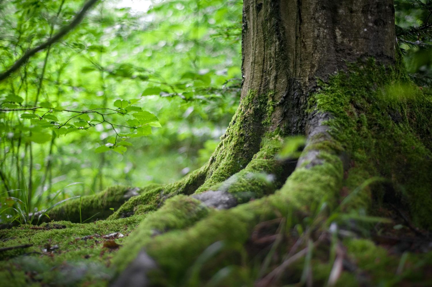 Tendências ESG: área Ambiental Tendências ESG: área Ambiental