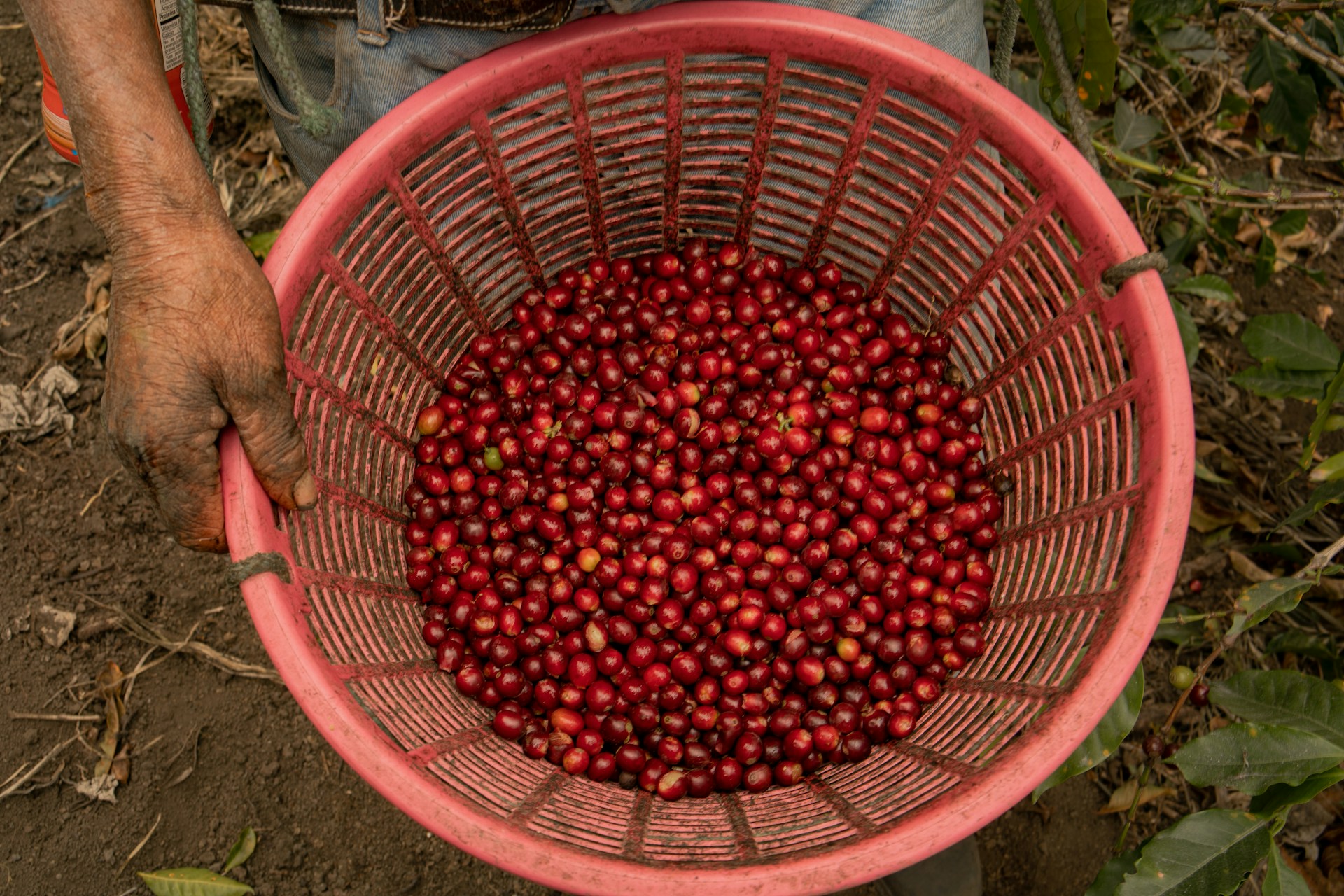 O caminho para transformar o setor cafeeiro O caminho para transformar o setor cafeeiro