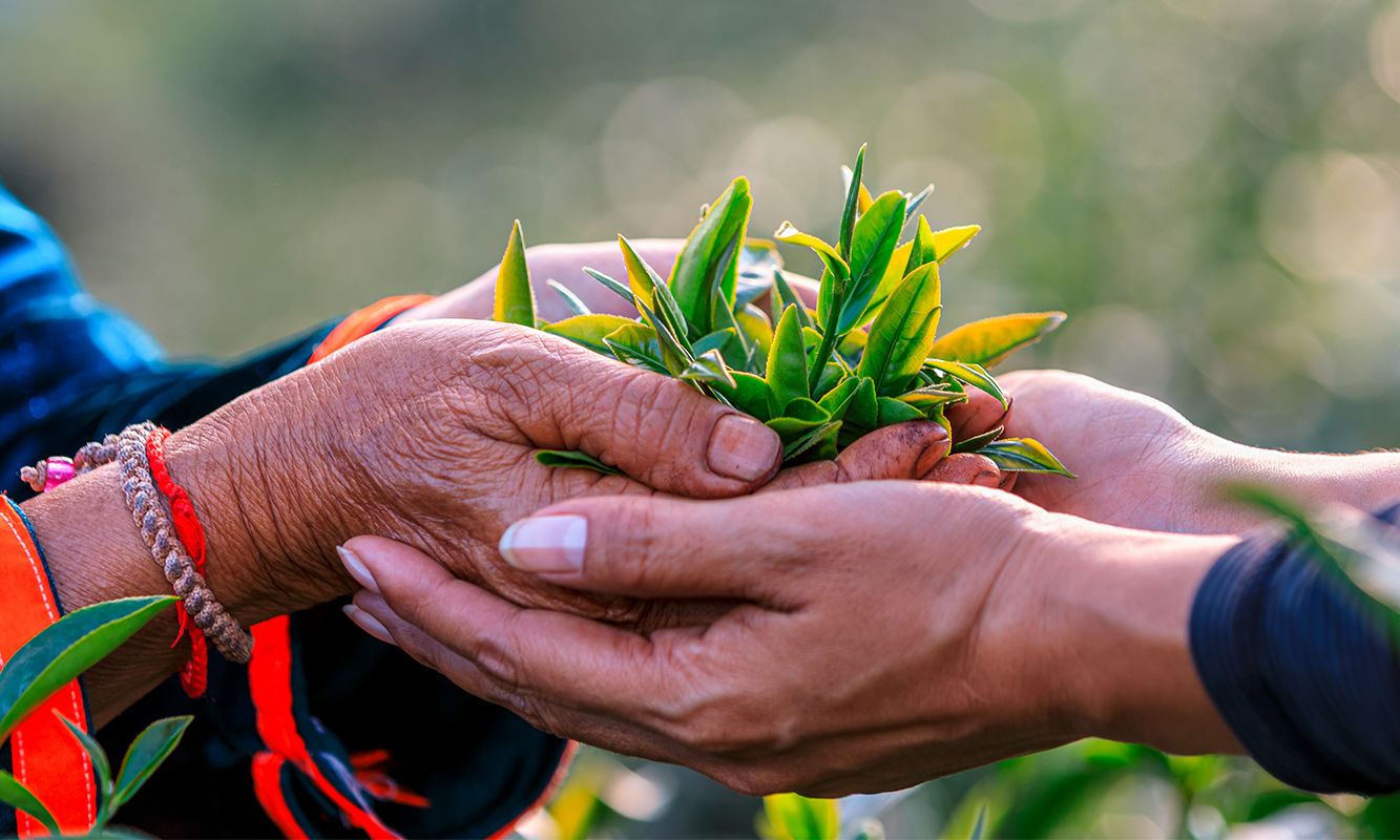 agricultura regenerativa