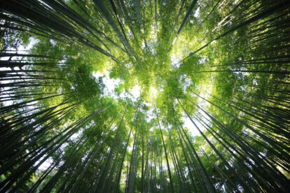 COP29: regras sobre mercado de carbono são aprovadas sem discussão prévia