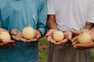 O potencial da bioeconomia no Pará