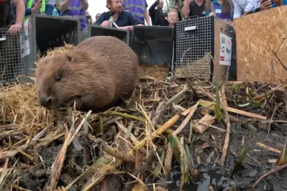 Castores contra enchentes: como cinco animais viraram aliados climáticos em Londres – Soluções baseadas na natureza para enchentes – Foto – The Ealing Beaver Project